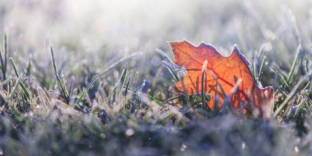 Coping With S.A.D. Moments During Holidays With Seasonal Affective Disorder fallen leaf in grass covered in morning frost