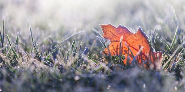 fallen leaf in grass covered in morning frost