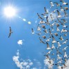a group of flying seagull birds with one individual bird going in the opposite direction with blue sky background.