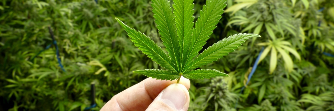 Using Marijuana for Myasthenia Gravis and Chronic Pain Homegrown indoor pot plants and leaves