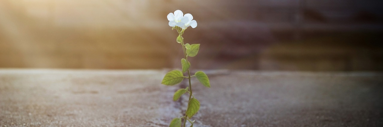 small white flower growing through a crack in the pavement with a sunbeam shining on it