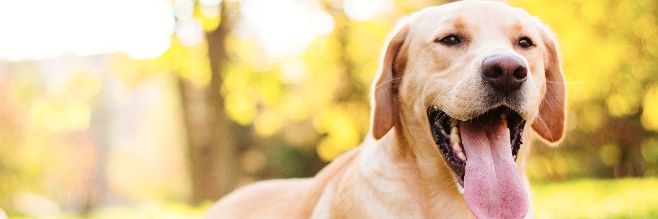 How My Dog Phobia Helped Me Conquer My Social Anxiety Smiling labrador dog