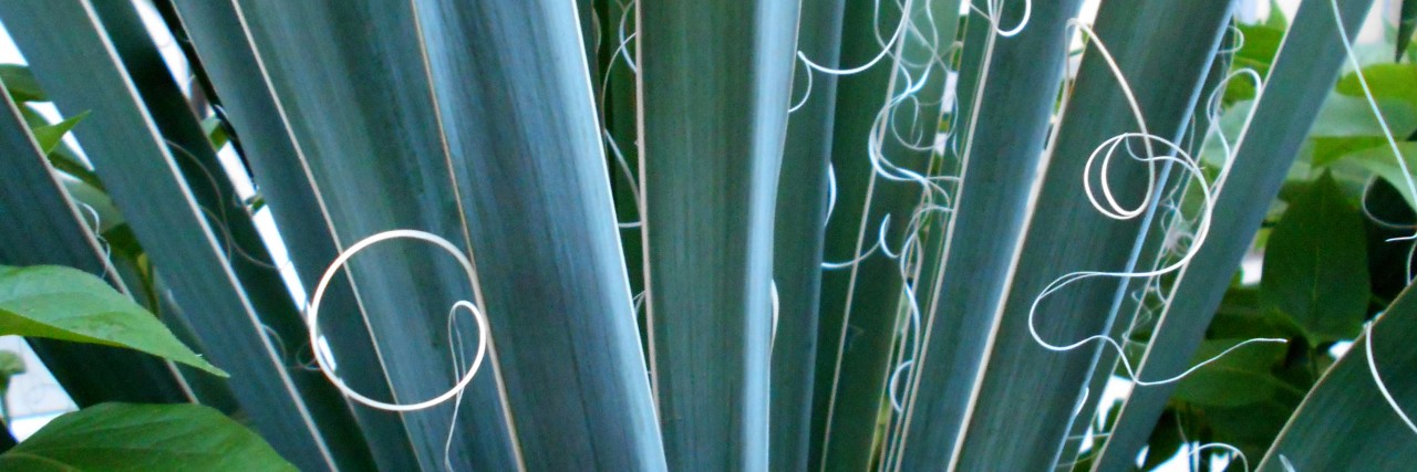 Lessons From a Plant About Life With a Disability Yucca plant.