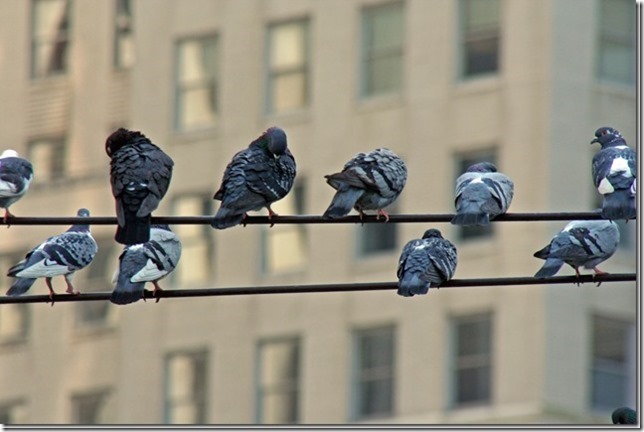 birds sitting on a telephone wire