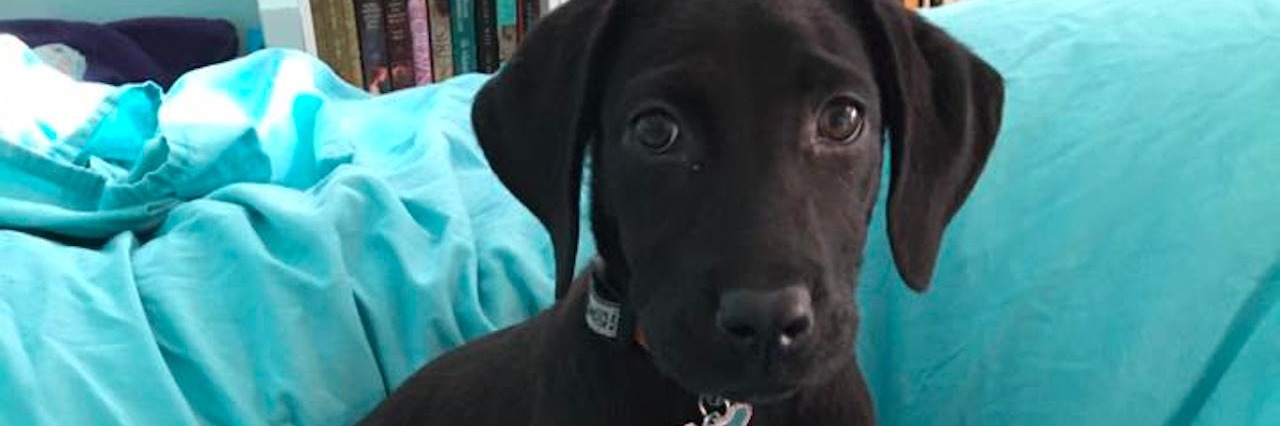 How My Dog Helps Me as Someone With PTSD a puppy sitting on a bed