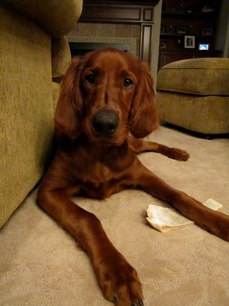beautiful brown dog laying down in a living room.