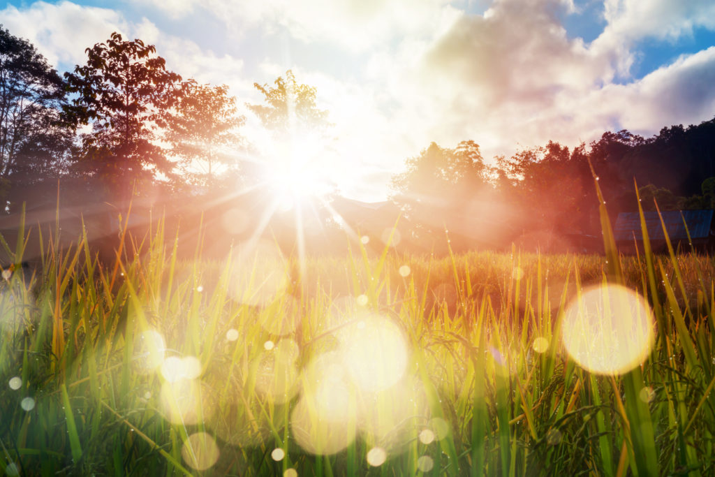 Image of a sunrise in a field