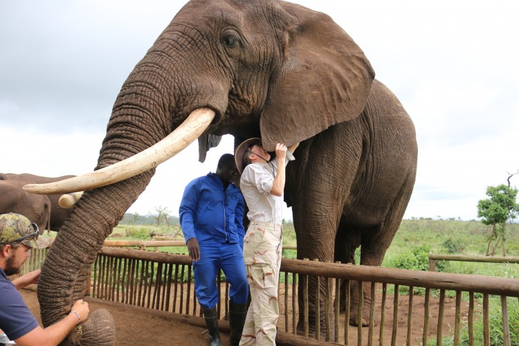 Petting an elephant.