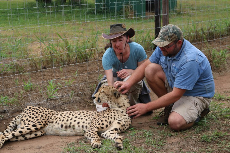 Scratching the chin of a purring cheetah.