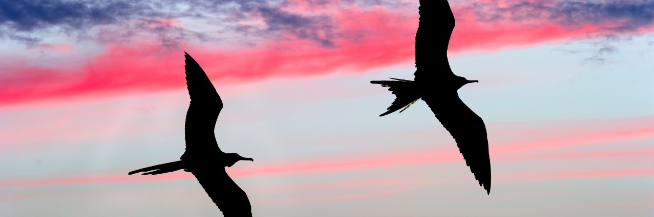 two birds flying against a colorful sky