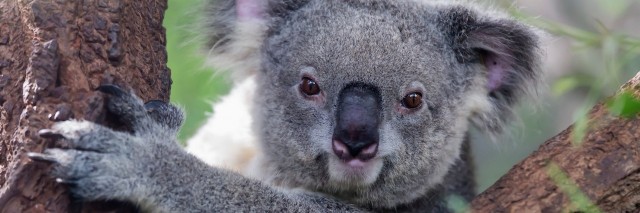 a koala staring from a tree