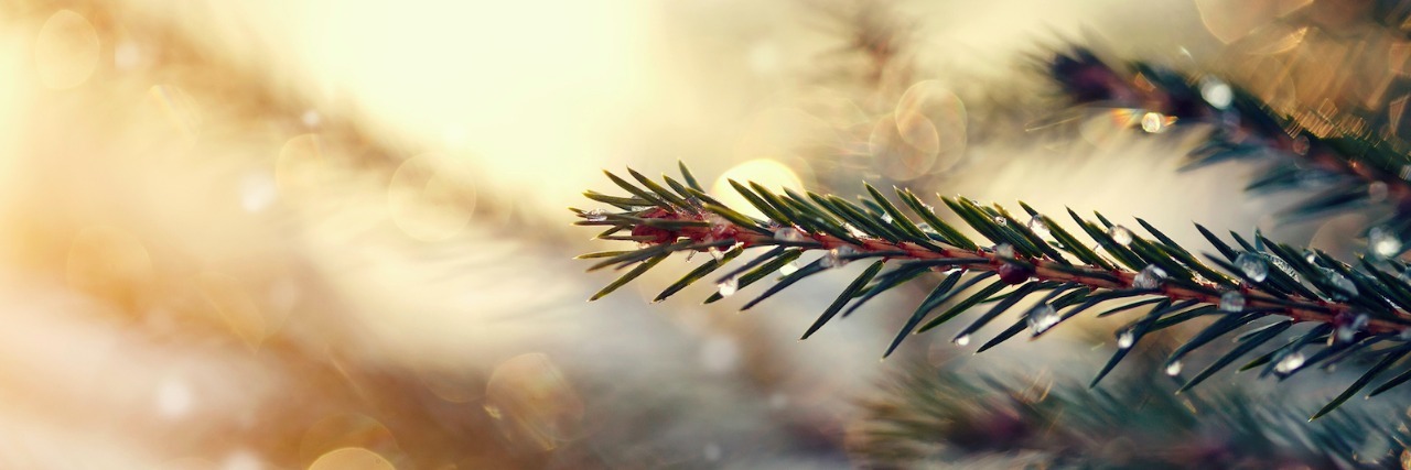 Christmas Without My Father Drops of ice on fir-tree branches outdoors