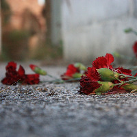 Roses dropped on the ground.