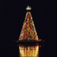 Illuminated Christmas tree at night.
