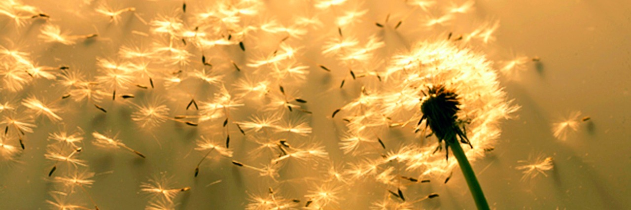 Woman With Cerebral Palsy Writes Letter to Herself After Her Mom Dies Close-up of a dandelion