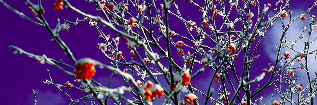 Experiencing Shock After a Spouse's Suicide Snow covered holly tree