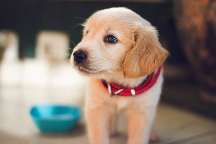 blonde puppy with red collar and a blue bowl