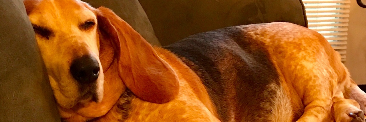 The Challenges of Caring for a Dog With Chronic Pain basset hound lying on couch