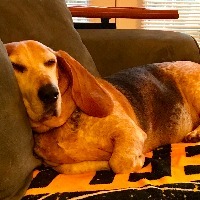 basset hound lying on couch