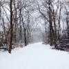 snowy path leading through the woods