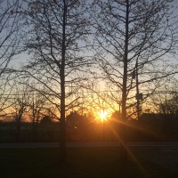 sunset through trees and branches