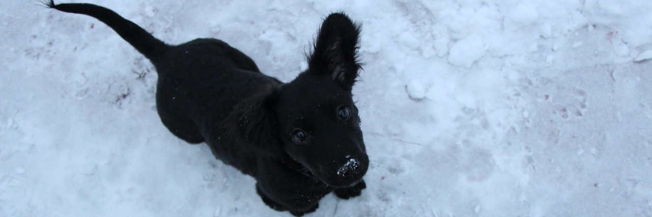 How My Dog Helps My Life With Ehlers-Danlos Syndrome dog playing in snow