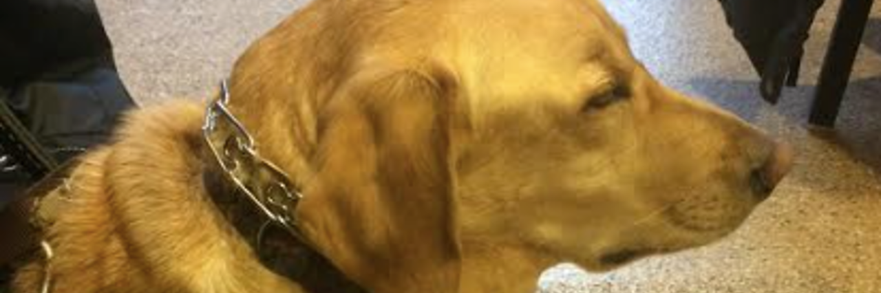 Thanking the People Who Trained My Service Dog Jessica's service dog.