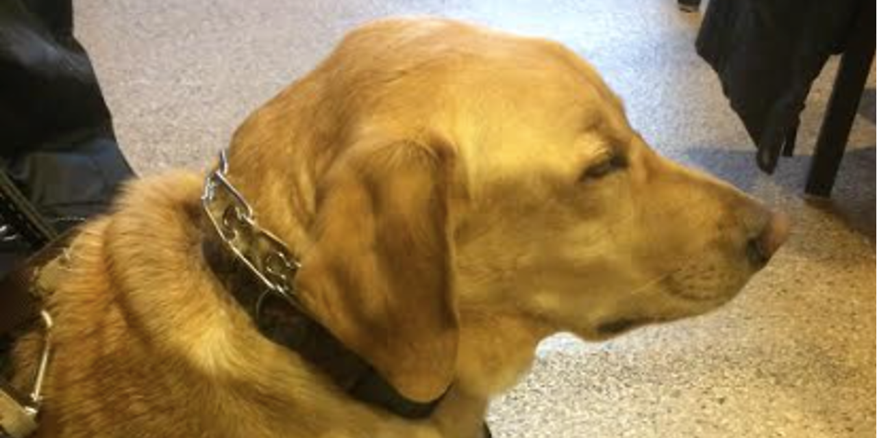 How Does A Service Dog Help With Cancer How Does A Service Dog Help With Cancer