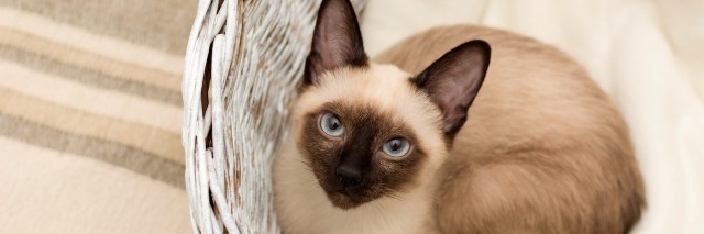 Small Siamese cat lying in a white basket on a blanket