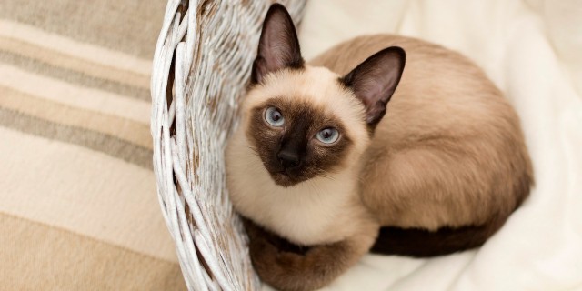 Small Siamese cat lying in a white basket on a blanket