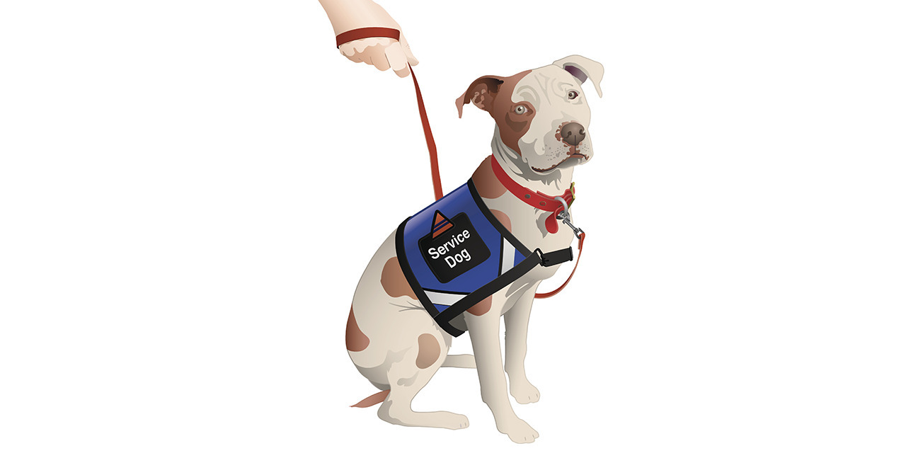 What Service Dog Handlers Want You to Know The Mighty