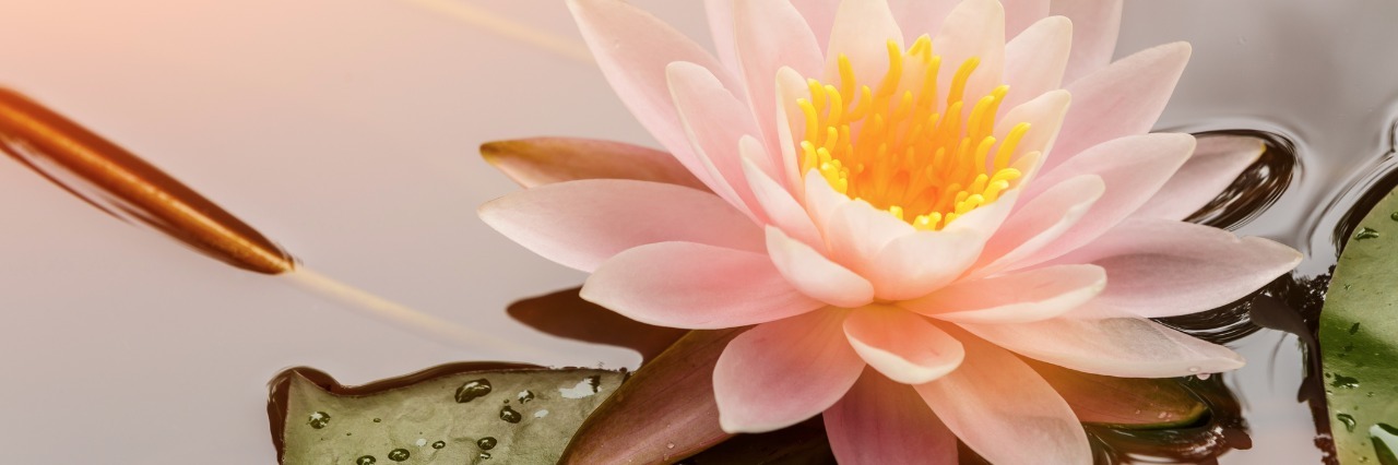 Having a 'One-on-One' With My Fears From Cancer pink lotus flower next to a lily pad in a pond