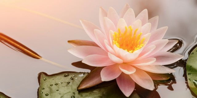 pink lotus flower next to a lily pad in a pond