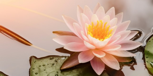 Having a 'One-on-One' With My Fears From Cancer pink lotus flower next to a lily pad in a pond