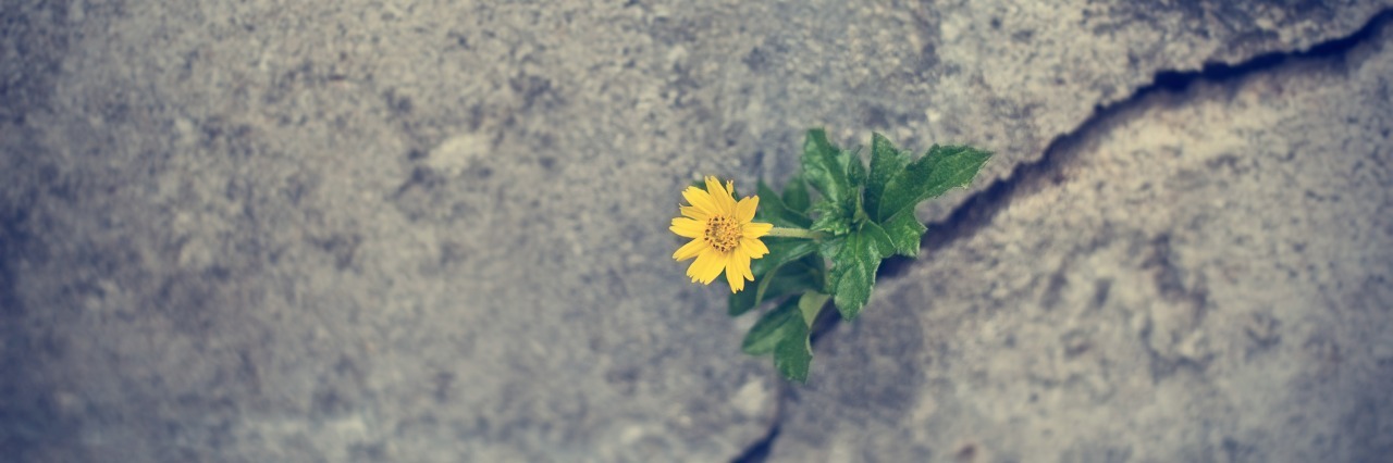Finding Hope for Life With Chronic Illness in Unexpected Places small yellow flower growing though a crack in the concrete