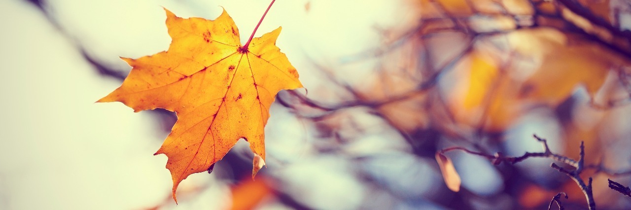 What It Means to Be a 'Mid-Term' Survivor of Suicide Loss Lonely maple leaf late fall.