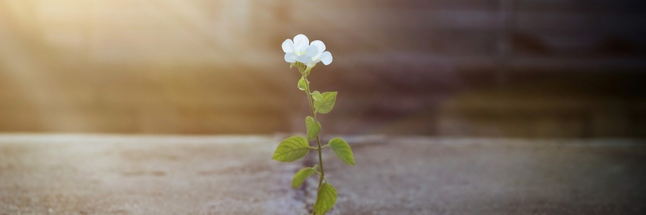 How I Believe God Shines Through My Depression white flower growing on crack street in sunbeam, soft focus