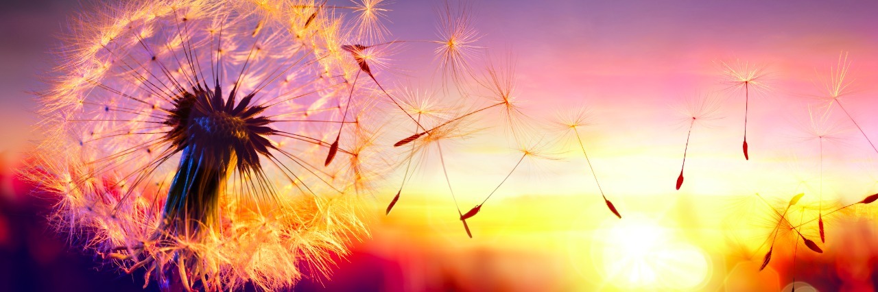 dandelion blowing into the sunset