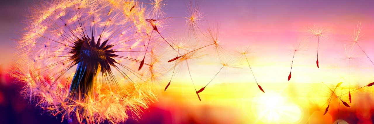 The Power of Forgiveness When Living With Chronic Illness dandelion blowing into the sunset