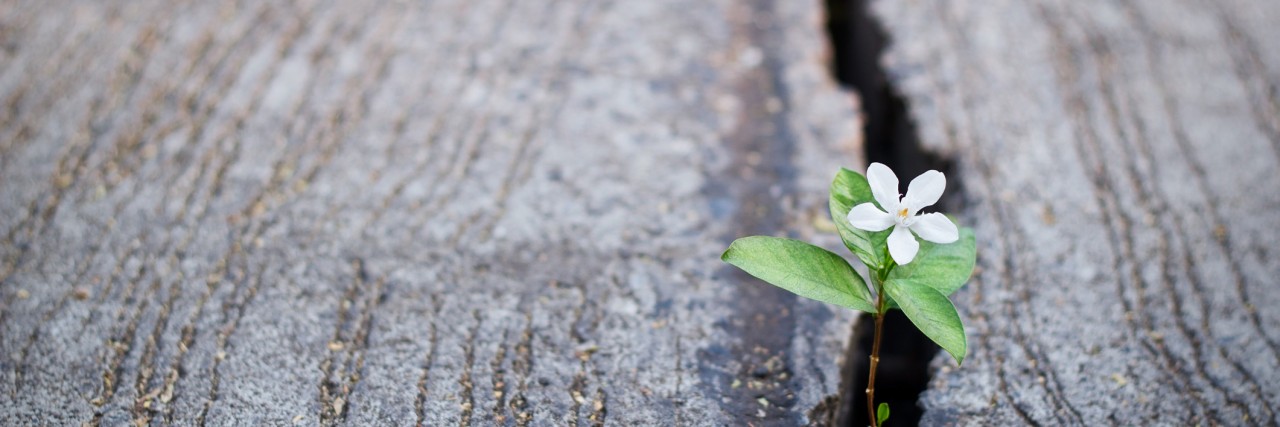 What 'Hope' Means to Someone Struggling With a Mental Illness white flower growing on crack street, soft focus, blank text