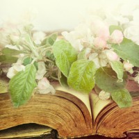 Open vintage book with blossom branch.