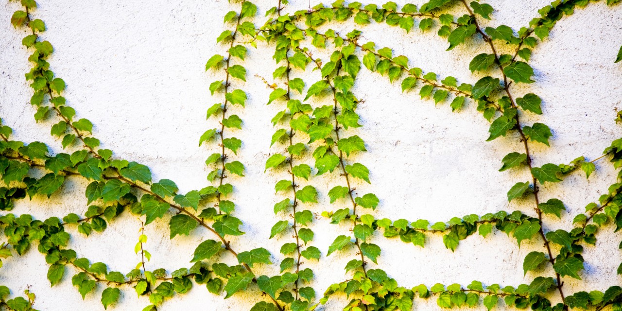 My Anxiety Feels Like a Plant Trying to Squeeze the Life From Me