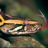 close up of a python sticking out its tongue