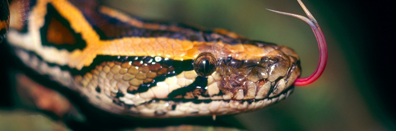close up of a python sticking out its tongue