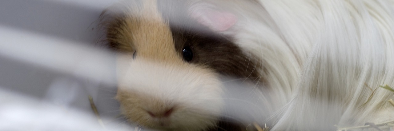 Depression and Anxiety Make Me Too Sick to Take Care of My Pets