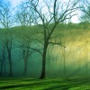 Trees surrounded by mist with sunlight filtering through in winter