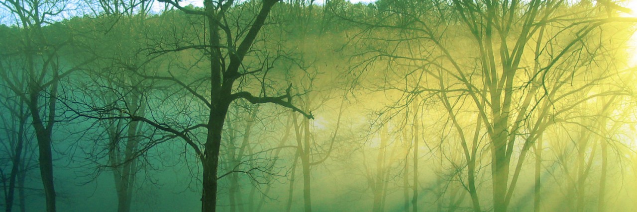 Condolence Cards That Comforted Me After My Father Passed Away Trees surrounded by mist with sunlight filtering through in winter