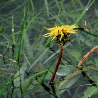 small yellow dandelion growing in a flooded field of grass