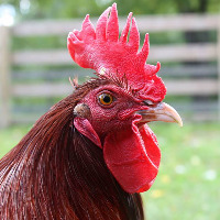 Ginger the rooster.