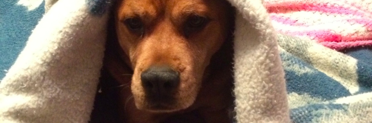 The Day My Dog Stopped Me From Dying by Suicide A dog under a blanket